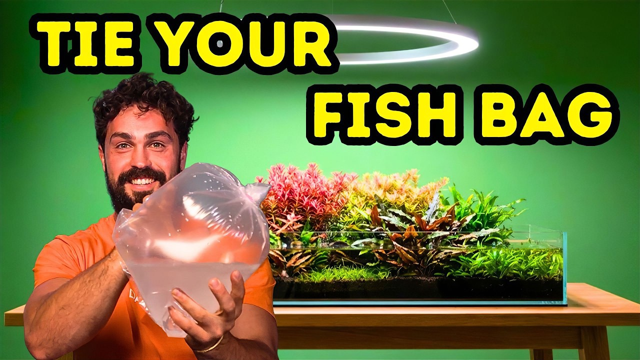 How to Tie a Leak‑Proof Fish Bag: The 3‑Step Method Every Aquarist Sho ...
