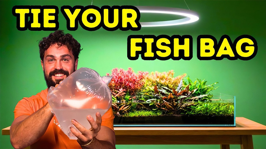 How to Tie a Leak‑Proof Fish Bag: The 3‑Step Method Every Aquarist Should Know