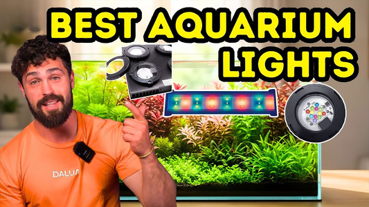 A Guide to Aquarium Lighting for Thriving Planted Tanks