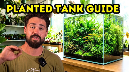 Why Most Planted Aquariums Fail in 60 Days — And How to Prevent It