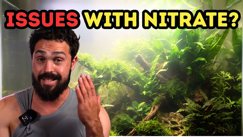 Why Nitrates Keep Coming Back in Your Aquarium (And How to Fix It Properly)