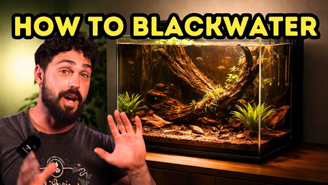 The One Thing Your Blackwater Aquarium Is Missing for Long‑Term Stability
