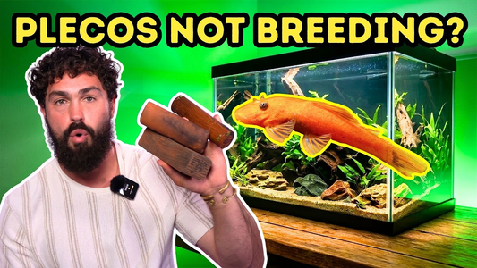 Why Your Bristlenose Plecos Aren’t Breeding — And the Exact Fix That Works