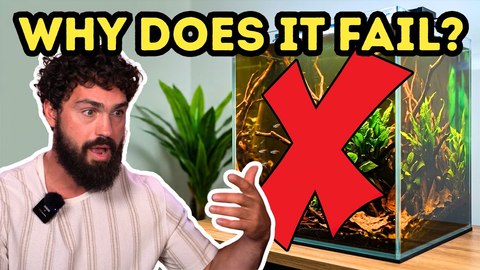 The Ultimate Blackwater Aquarium Guide: Long‑Term Botanical Tank Success