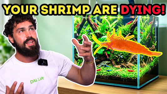 Why Your Shrimp Colony Keeps Failing — And How to Fix It for Good