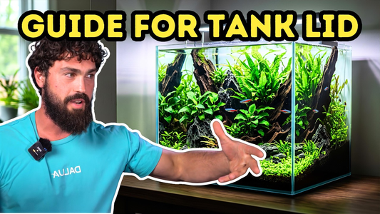 Best Fish Tank Lid Guide: Glass vs Plastic vs Mesh (DALUA Fishroom Breakdown)