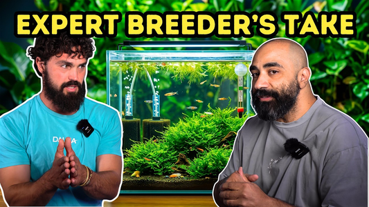 The Secret to Breeding Difficult Aquarium Fish — Expert Tips from Viridian Labs