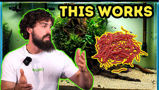 Best Foods for Breeding Aquarium Fish (That Actually Work) – DALUA Fishroom Guide