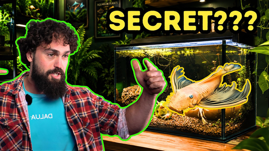 The Fish Breeding Secret Hidden in Your Water — DALUA Fishroom Breakdown