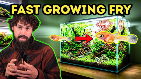 How to Grow Baby Fish Faster: The Real Breeder Method (Not Just Food)