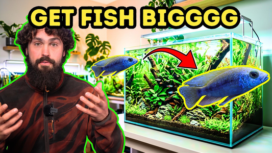 Fish Grow Faster When You Feed Them Like a Breeder — DALUA Fishroom Method Explained