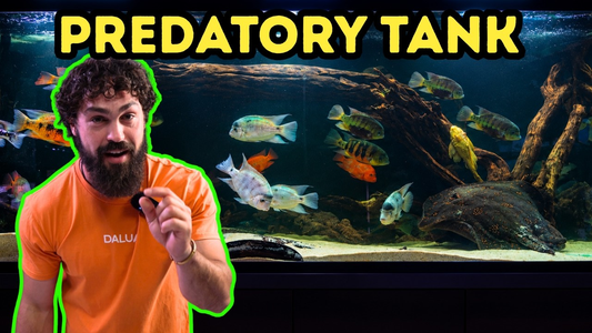 Inside Australia’s Craziest 1,500‑Gallon Monster Tank – DALUA Fishroom x AllFish2U