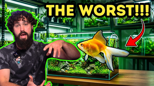 The 5 Worst Beginner Fish (And Why They Struggle) – DALUA Fishroom Breakdown