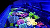 The Most Amazing Illumagic Reef Tank In The World