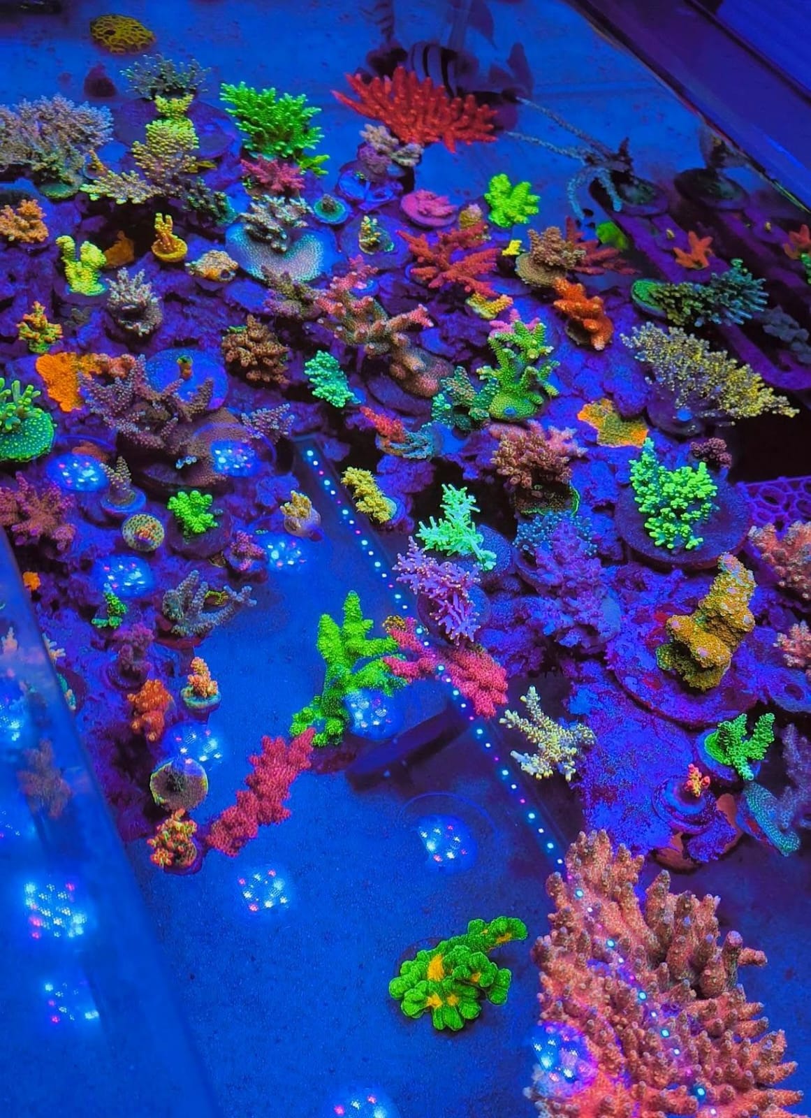 X4 + Rear Arm LED Bundle