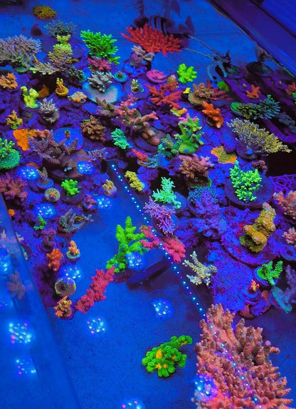 X4 + Rear Arm LED Bundle