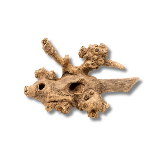Coral Wood