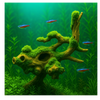Coral Wood