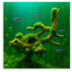 Coral Wood