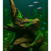 Dragon Wood