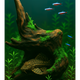 Dragon Wood