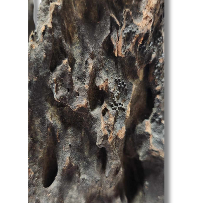 Dragon Wood