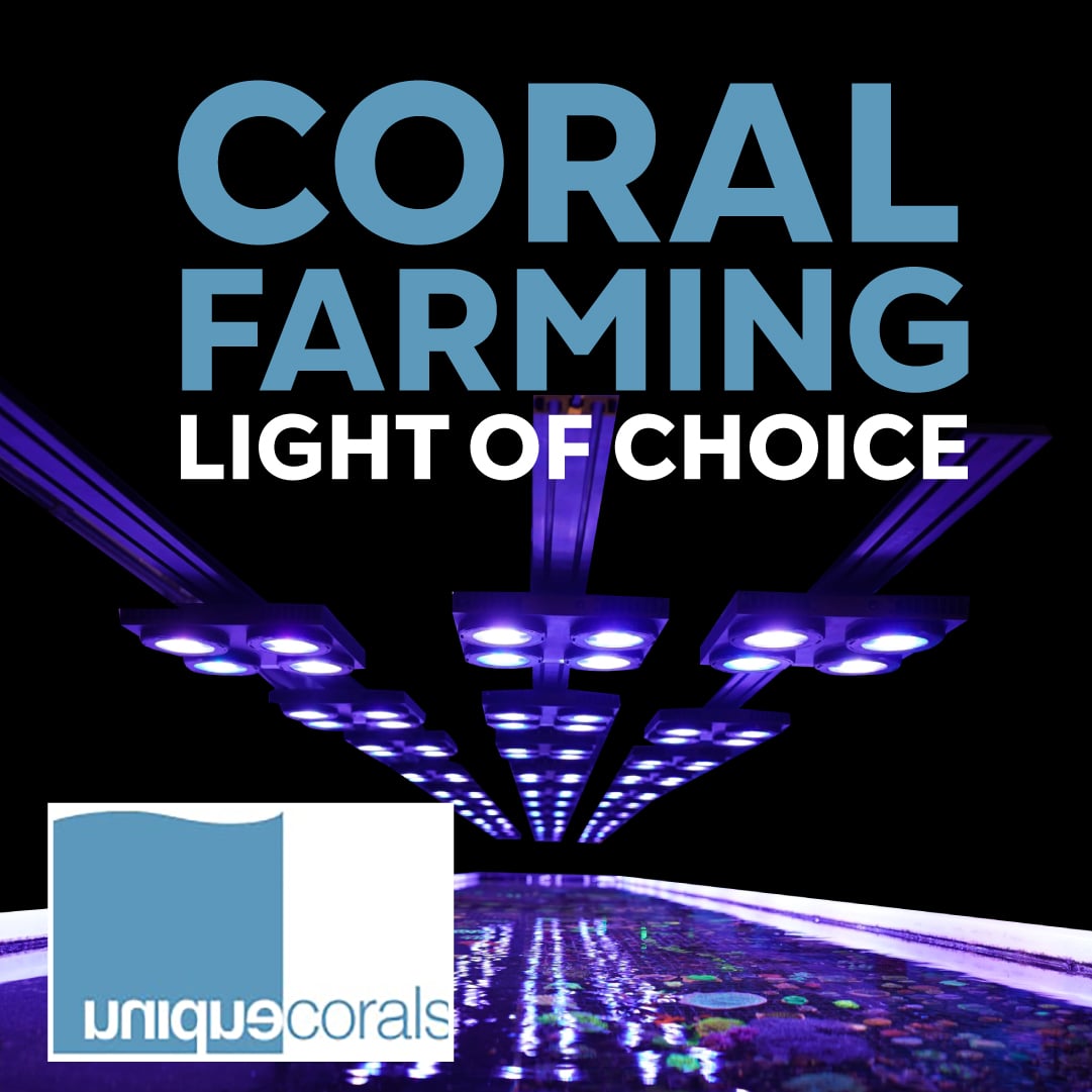 X4 Lighting Bundle