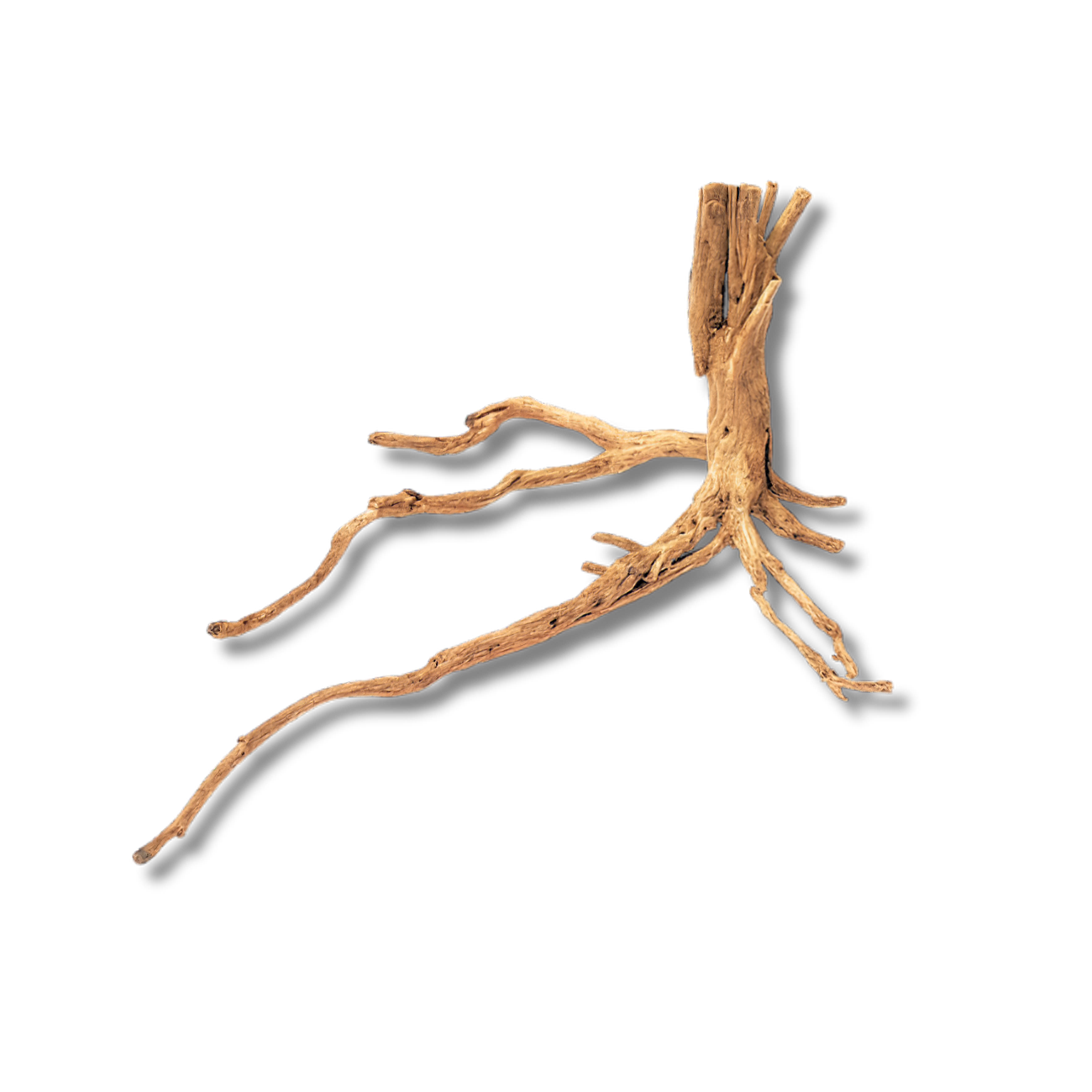 Gold Wood