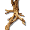 Gold Wood