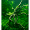 Haunted Wood