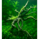 Haunted Wood
