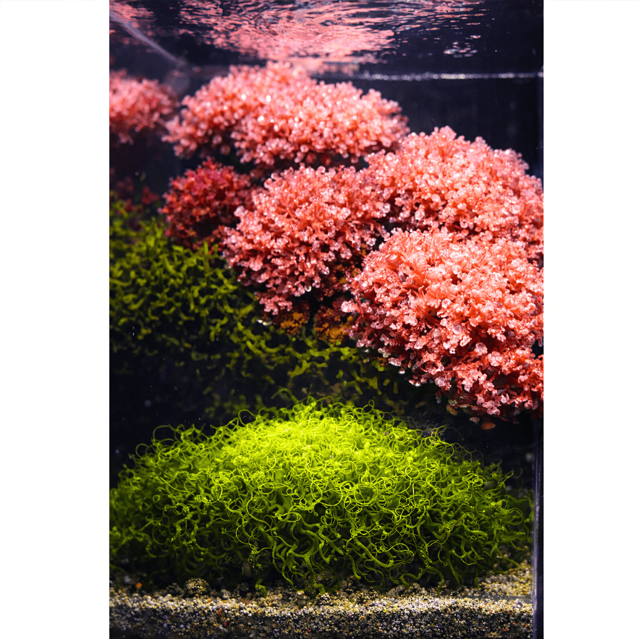 Tini Refugium LED lighting bundle pack DALUA 