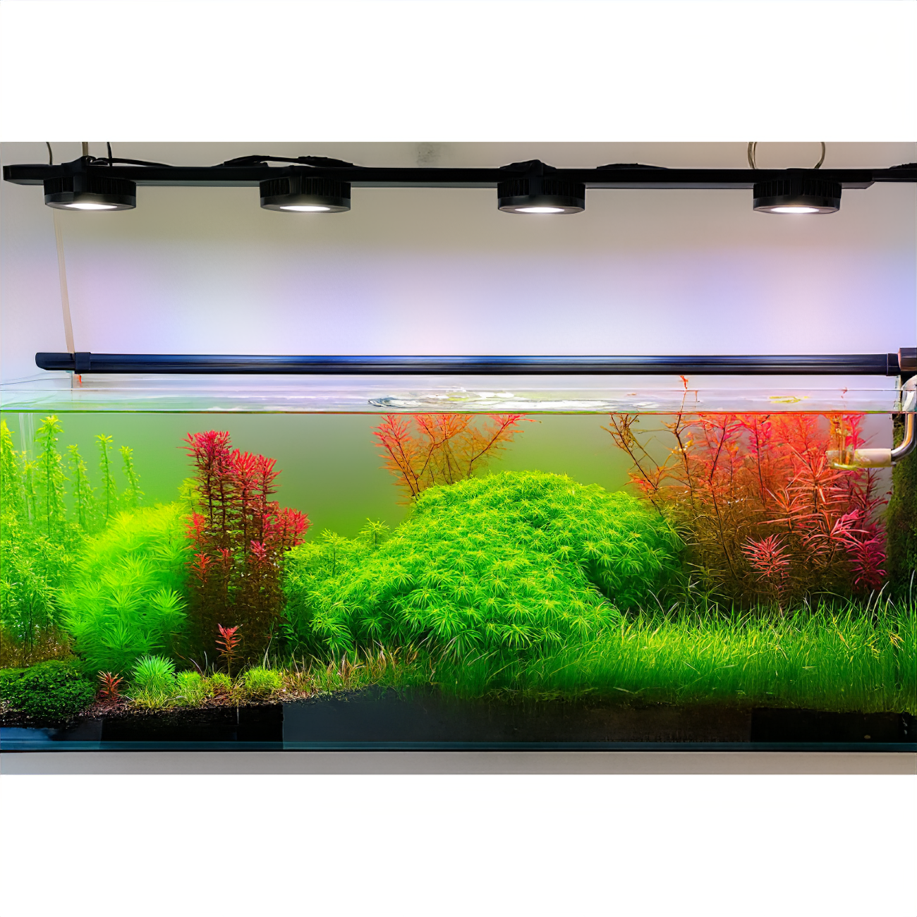 Trigger visible aquatic plant growth — without algae spikes or livestock stress.