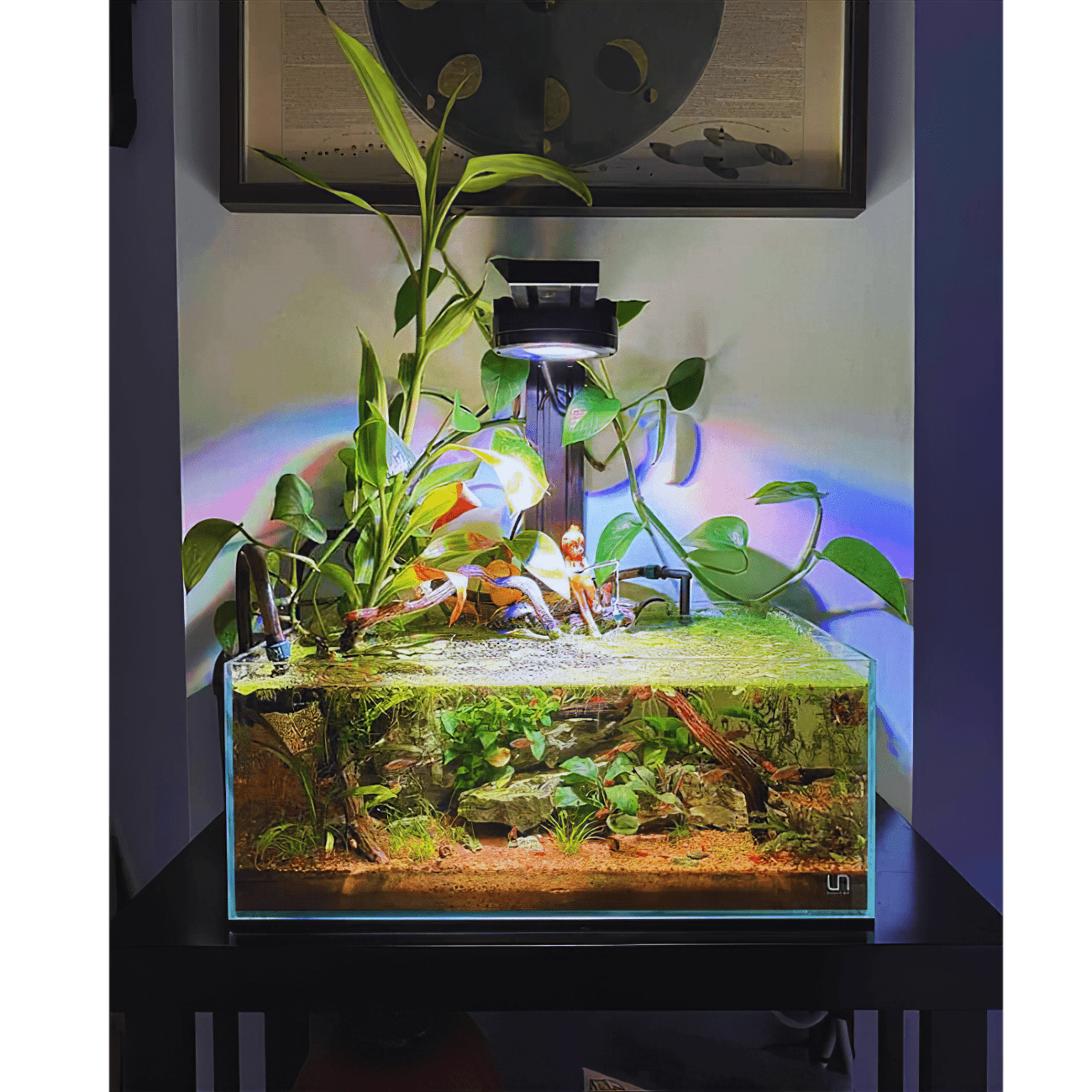 Pixel LED Bundle lighting bundle pack DALUA 