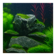 Seiryu Stone