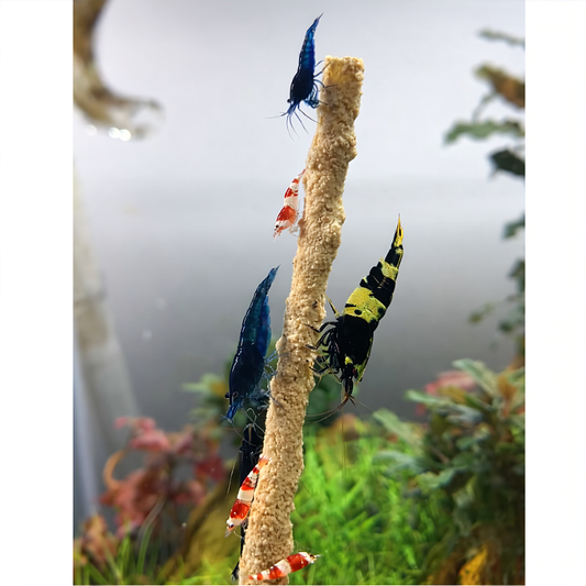 Trigger natural fish feeding behaviour in minutes — without polluting your tank.