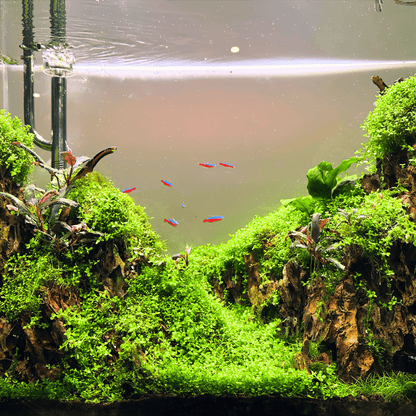 TINI LED grows lush aquascapes + Free Fertilizer lighting bundle pack DALUA 