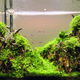 TINI LED grows lush aquascapes + Free Fertilizer lighting bundle pack DALUA 