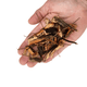 WIO - Wood River Bed 150g
