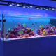 Beast Mode SPS Lighting Bundle All Sizes lighting bundle pack DALUA 